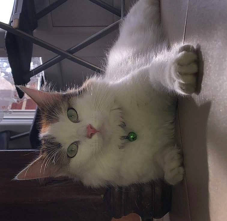 Djène participe au concours pour gagner de l'argent avec cette photo : asian, british_longhair, british_semi_longhair, carnivore, cat, domestic_long_haired_cat, eye, felidae, fur, kitten, mammal, napoleon_cat, persian, ragamuffin, ragdoll, small_to_medium_sized_cats, tail, turkish_angora, turkish_van, whiskers