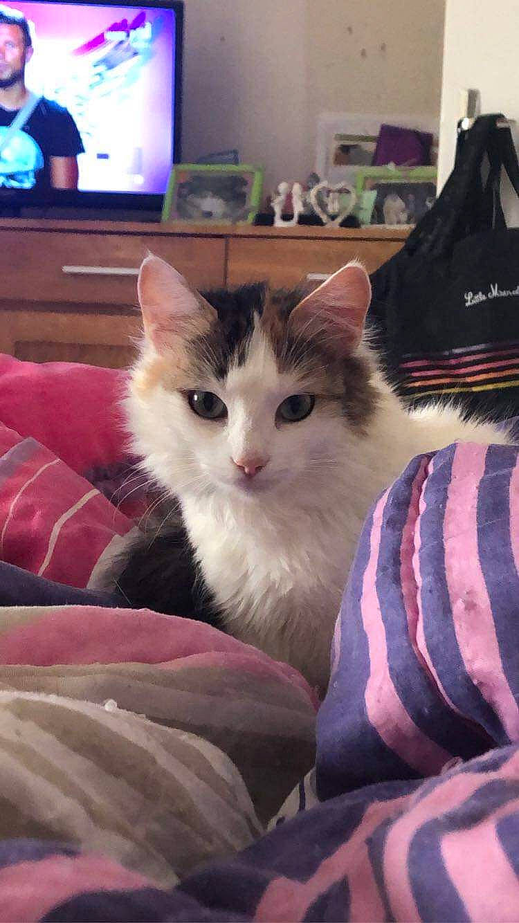 Djène a rejoint le concours — aidez-le/la à gagner de superbes lots ! aegean_cat, american_curl, asian, carnivore, cat, cymric, domestic_long_haired_cat, domestic_short_haired_cat, felidae, fur, kitten, mammal, norwegian_forest_cat, ragamuffin, ragdoll, small_to_medium_sized_cats, turkish_angora, turkish_van, vertebrate, whiskers