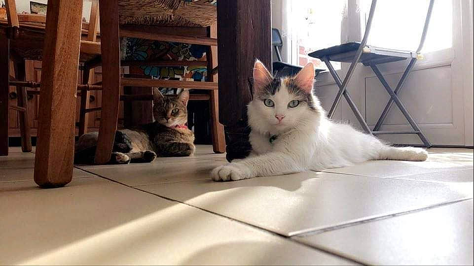 Djène a rejoint le concours — aidez-le/la à gagner de superbes lots ! aegean_cat, asian, carnivore, cat, domestic_short_haired_cat, european_shorthair, fawn, felidae, kitten, mammal, ojos_azules, paw, polydactyl_cat, ragamuffin, ragdoll, small_to_medium_sized_cats, turkish_angora, turkish_van, whiskers