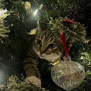 Galaxy is registered to the contest to win money with this photo: cat, tabby, christmas_tree, ornament, beads, lights, holiday, curious, paw, indoor, decorations, greenery, festive, playful, animal, closeup, feline, tree_branch, sparkle, celebration