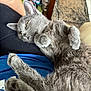cat, gray_cat, pet, feline, indoor, lap, relaxed, fur, whiskers, paws, cozy, resting, person, clothing, blue_shirt, carpet, home, domestic, cute, animal