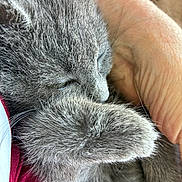 Jackson is registered to the contest to win money with this photo: kitten, sleeping, gray_fur, paw, hand, close_up, cozy, pet, feline, soft, cute, animal, domestic_cat, resting, fur, snuggle, peaceful, comfort, warmth, indoor