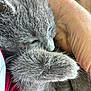 kitten, sleeping, gray_fur, paw, hand, close_up, cozy, pet, feline, soft, cute, animal, domestic_cat, resting, fur, snuggle, peaceful, comfort, warmth, indoor