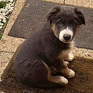 Sultan participe au concours pour gagner de l'argent avec cette photo : puppy, dog, animal, pet, cute, fur, outdoor, doormat, sitting, brown, black, white, young, eyes, face, paws, nose, ears, grass, stone
