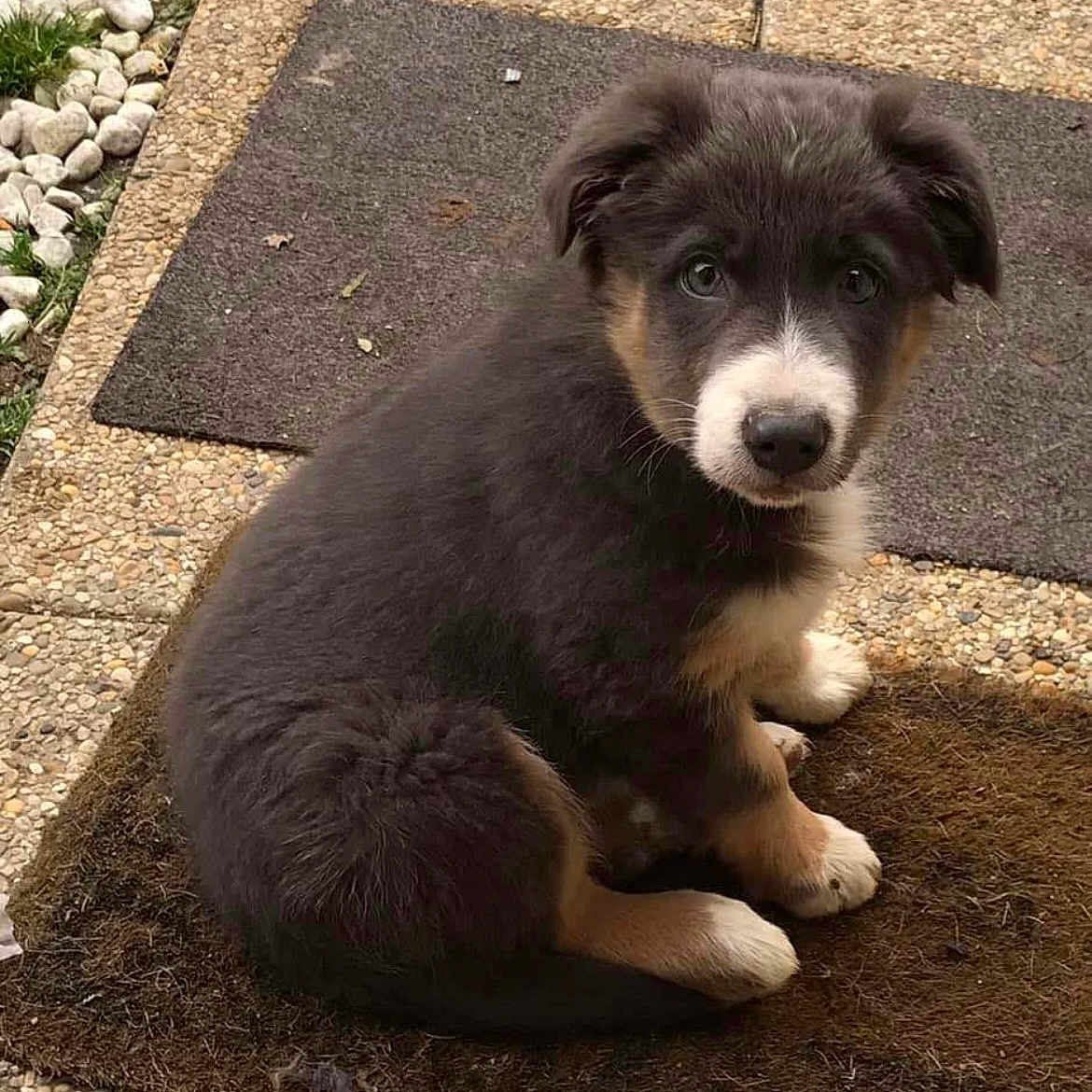 Sultan participe au concours pour gagner de l'argent avec cette photo : animal, black, brown, cute, dog, doormat, ears, eyes, face, fur, grass, nose, outdoor, paws, pet, puppy, sitting, stone, white, young