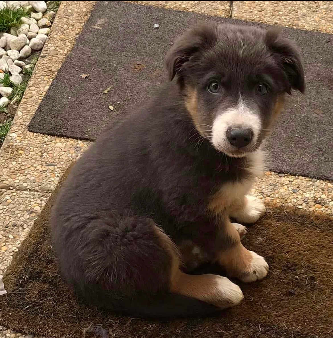 Sultan participe au concours pour gagner de l'argent avec cette photo : puppy, dog, animal, pet, cute, fur, outdoor, doormat, sitting, brown, black, white, young, eyes, face, paws, nose, ears, grass, stone