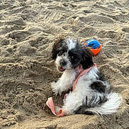 Killer Lucy is registered to the contest to win money with this photo: animal, ball, beach, canine, coast, dog, football, nature, outdoors, pet, puppy, sea, shoreline, soccer, soccerball, soil, sport, tennis, tennisball, water
