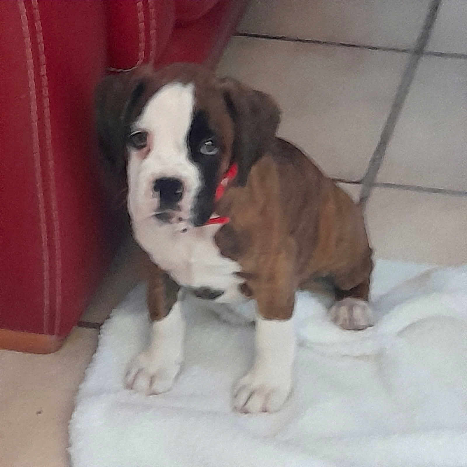 Amélia