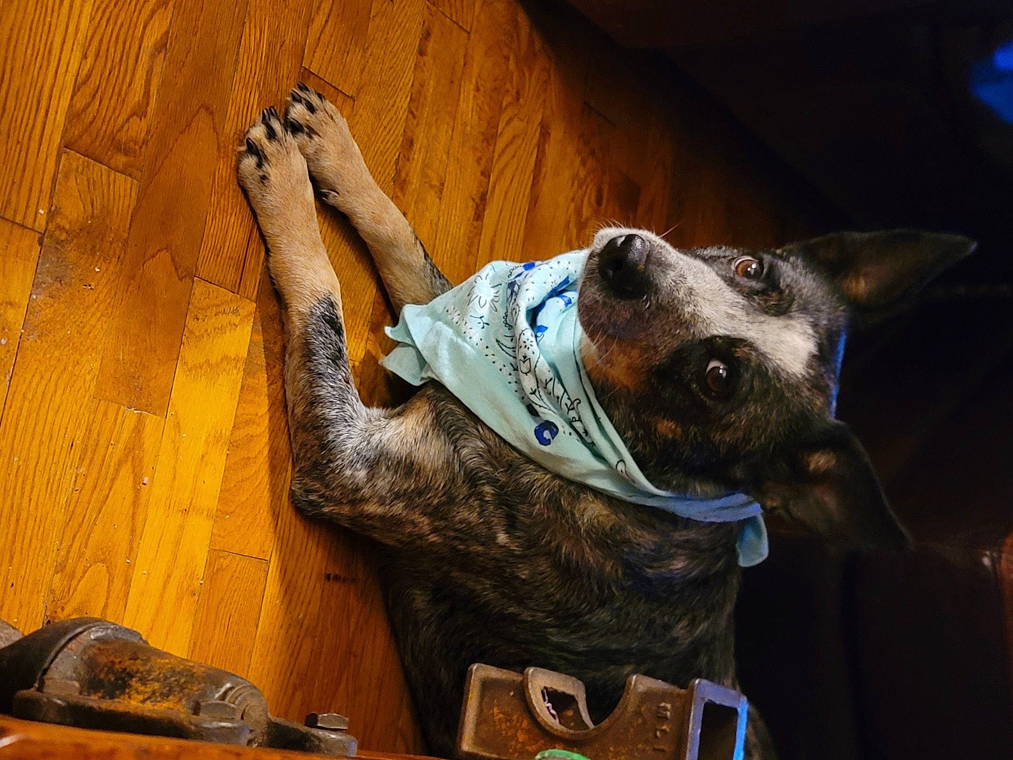 Jolene joined the competition — help win amazing prizes! art, artifact, canidae, carnivore, companion_dog, dog, dog_breed, hardwood, hat, human_leg, metal, personal_protective_equipment, room, shoe, sitting, toy_dog, visual_arts, wood, working_animal, wrinkle