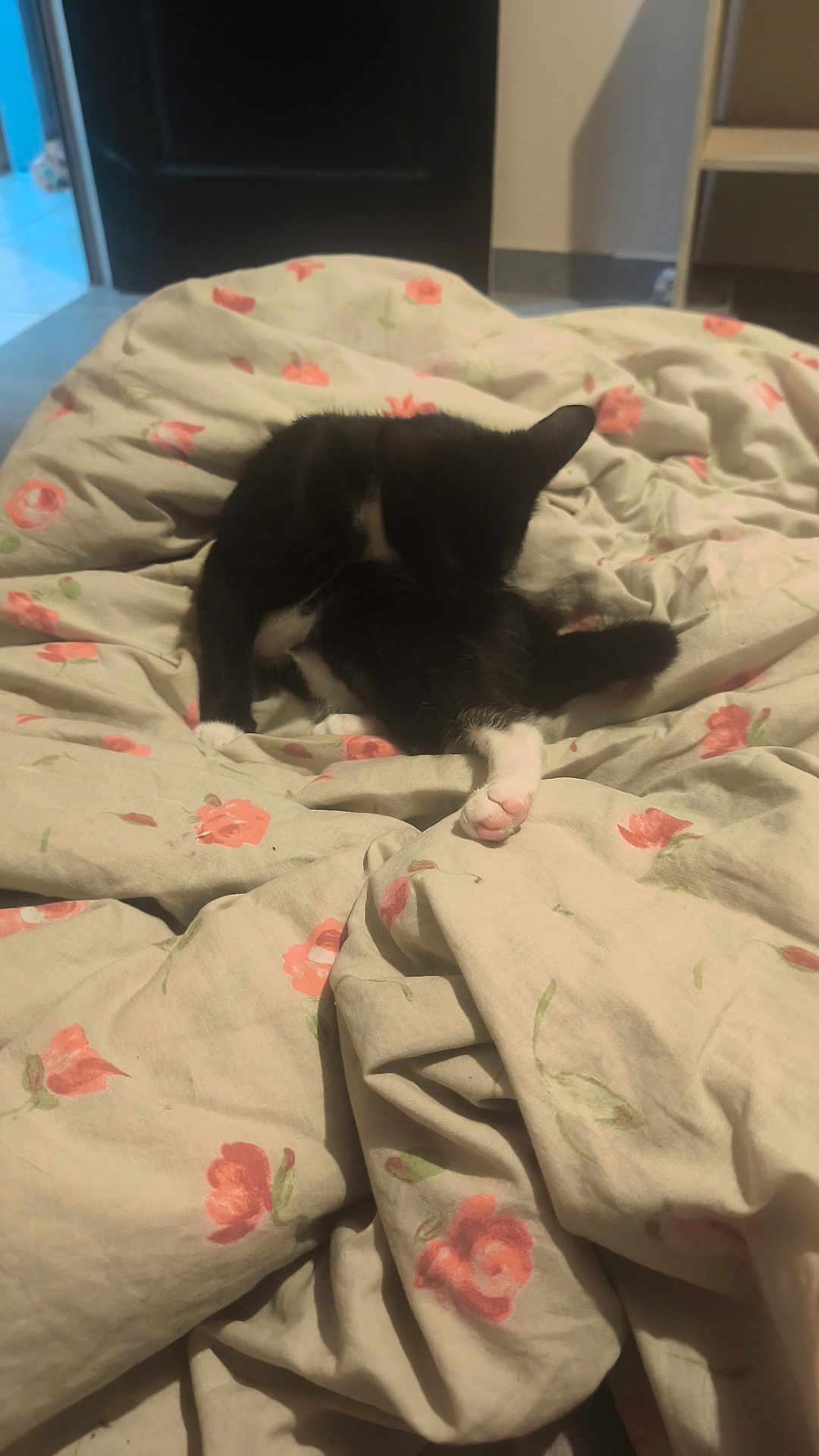 Esmer a rejoint le concours — aidez-le/la à gagner de superbes lots ! cat, black_and_white, pet, animal, blanket, floral_pattern, indoor, grooming, fur, paws, cozy, bedroom, furniture, door, floor, comfort, relaxation, cute, domestic, resting