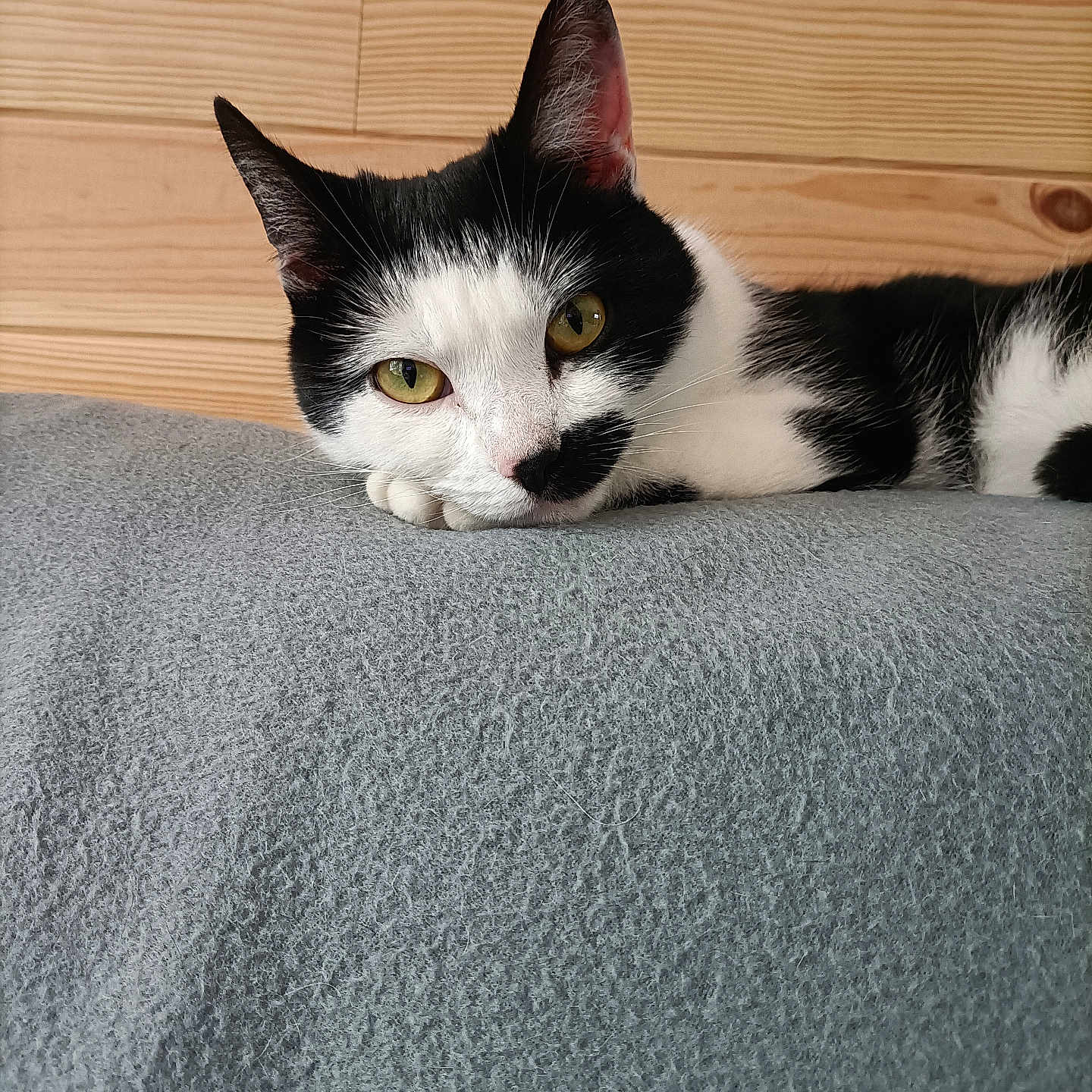 Yoko a rejoint le concours — aidez-le/la à gagner de superbes lots ! cat, black_and_white, yellow_eyes, relaxed, cozy, blanket, gray, wooden_wall, indoor, feline, resting, pet, cute, animal, mammal, whiskers, ears, lying_down, domestic_cat, fur