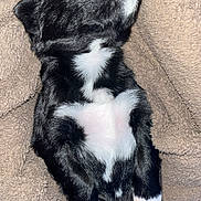 Ariel joined the competition — help win amazing prizes! puppy, dog, sleeping, black_and_white, blanket, cozy, fur, small, cute, resting, pet, animal, indoors, young, soft, lying_down, peaceful, adorable, comfort, nap