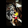 Ariel is registered to the contest to win money with this photo: dog, tennis_ball, blue_eyes, red_harness, indoor, carpet, playful, pet, animal, tongue_out, speckled_coat, black_and_white, lying_down, close_up, canine, floor, domestic_animal, mammal, young_dog, friendly