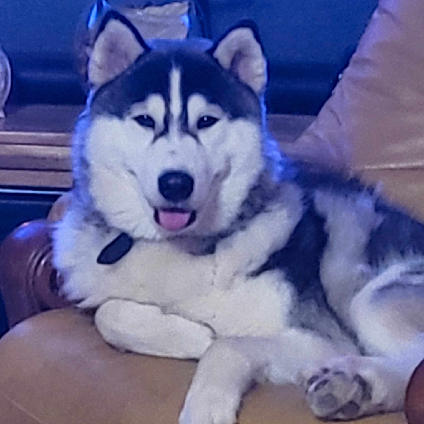 Oselo a rejoint le concours — aidez-le/la à gagner de superbes lots ! animal, black_and_white, canine, chair, companion, cute, dog, domestic, ears, face, fur, furniture, husky, indoor, leather, paw, pet, relaxed, sitting, tongue