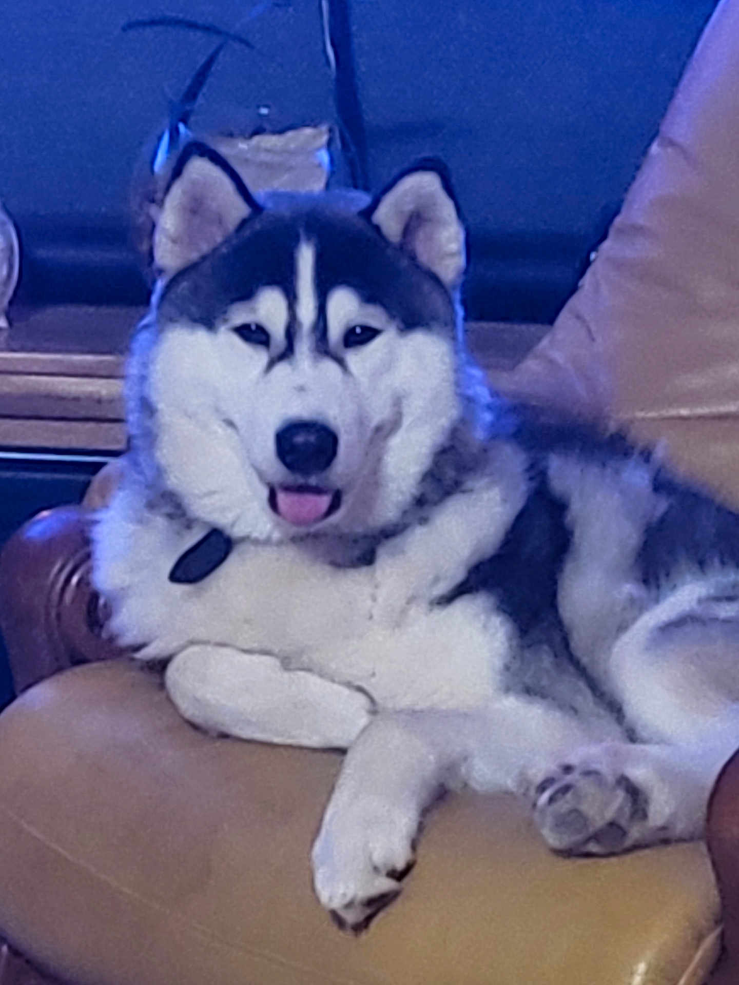 Oselo a rejoint le concours — aidez-le/la à gagner de superbes lots ! dog, husky, pet, animal, fur, tongue, chair, leather, indoor, relaxed, cute, sitting, paw, face, ears, black_and_white, canine, companion, furniture, domestic