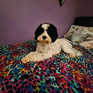 Panda is registered to the contest to win money with this photo: animal, bed, bedroom, blanket, canine, cushion, dog, face, furniture, head, homedecor, indoors, interiordesign, person, pet, photography, portrait, puppy, quilt, room