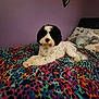 animal, bed, bedroom, blanket, canine, cushion, dog, face, furniture, head, homedecor, indoors, interiordesign, person, pet, photography, portrait, puppy, quilt, room