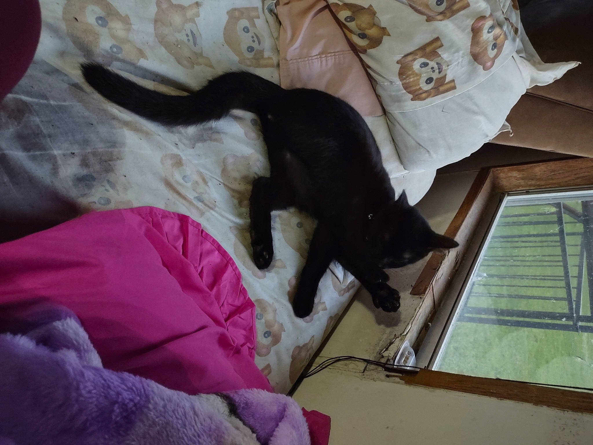 Salem is registered to the contest to win money with this photo: canidae, carnivore, cat, comfort, companion_dog, couch, dog_breed, fawn, felidae, fur, human_leg, linens, magenta, small_to_medium_sized_cats, sporting_group, tail, textile, tints_and_shades, tree, window