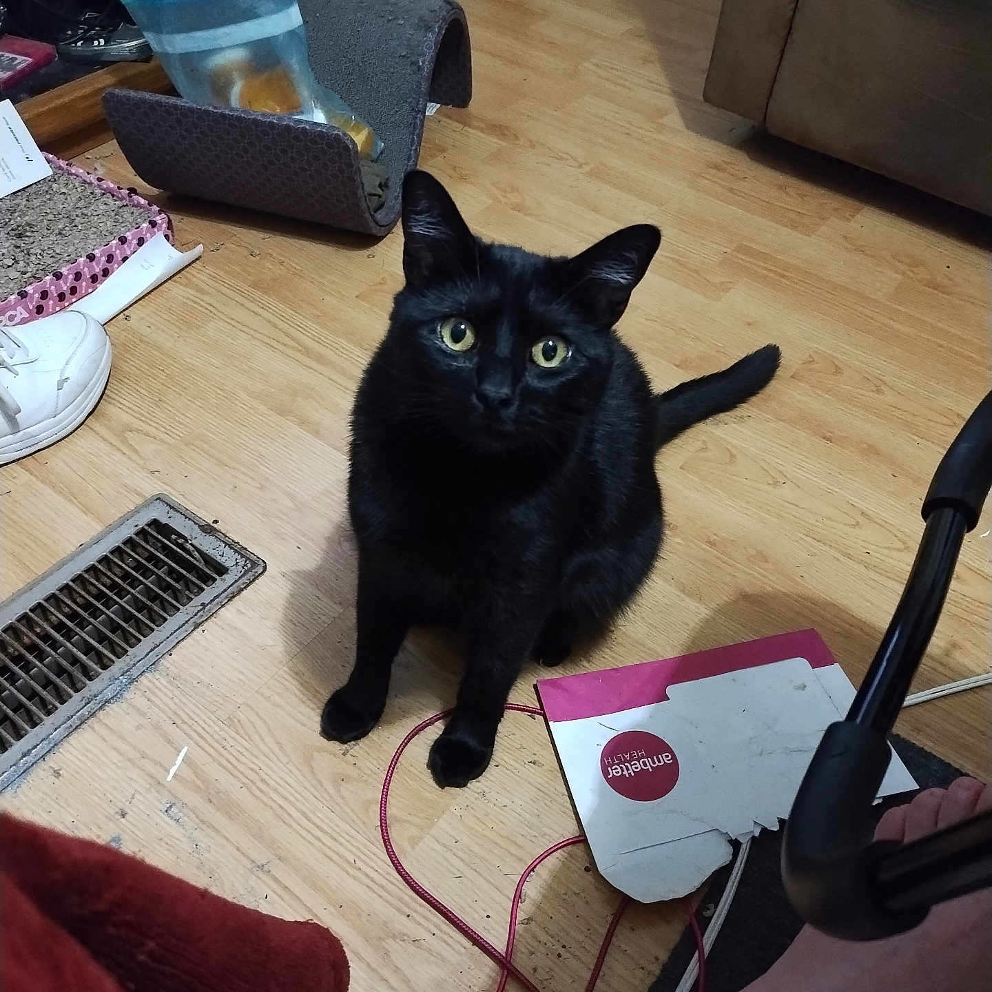 Salem joined the competition — help win amazing prizes! animal, architecture, baby, building, cat, computer, couch, electronics, furniture, hardwood, indoors, laptop, livingroom, pc, person, pet, plywood, room, table, wood