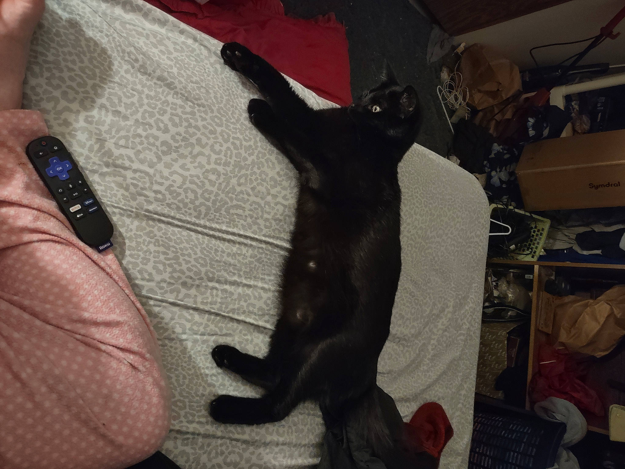 Salem is registered to the contest to win money with this photo: black_cat, carnivore, cat, comfort, companion_dog, dog_breed, domestic_short_haired_cat, felidae, finger, foot, fur, gesture, human_leg, manicure, nail, small_to_medium_sized_cats, tail, thumb, whiskers, wrist