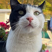 Kiwi participe au concours pour gagner de l'argent avec cette photo : cat, black_and_white, portrait, close_up, pet, animal, feline, whiskers, green_eyes, pink_nose, pointed_ears, fur, tuxedo_cat, outdoor, garden, flowers, autumn, trees, blurred_background, photography