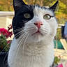 cat, black_and_white, portrait, close_up, pet, animal, feline, whiskers, green_eyes, pink_nose, pointed_ears, fur, tuxedo_cat, outdoor, garden, flowers, autumn, trees, blurred_background, photography