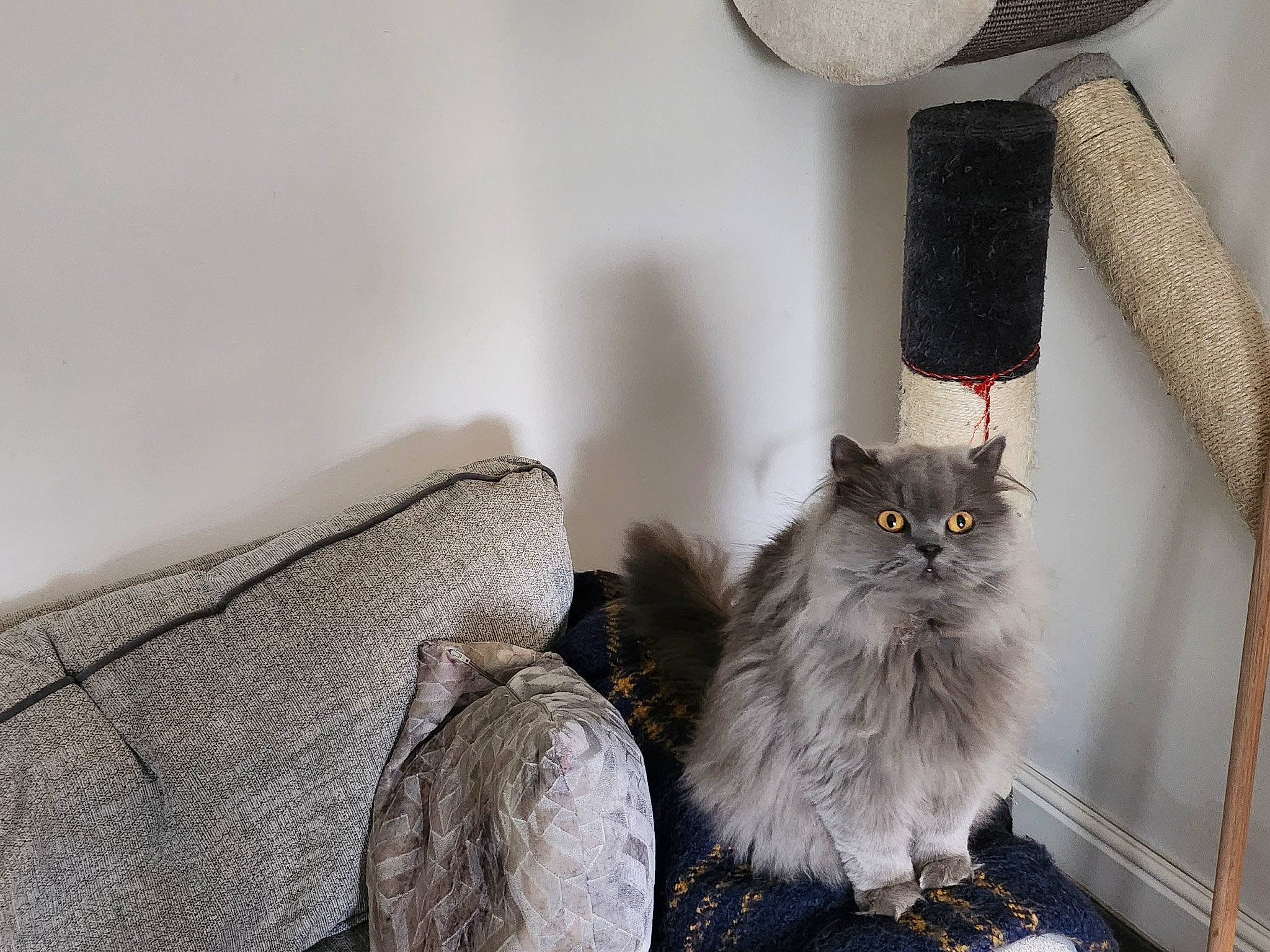 Connie joined the competition — help win amazing prizes! british_longhair, carnivore, cat, claw, comfort, domestic_short_haired_cat, drawer, felidae, fur, grey, lamp, linens, maine_coon, metal, room, shelf, small_to_medium_sized_cats, tail, whiskers, wood