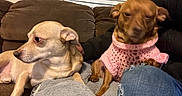 Savanna is registered to the contest to win money with this photo: dog, small_dog, brown_couch, pink_sweater, knitwear, winking, relaxed, indoor, furniture, person, black_jacket, ripped_jeans, cozy, pet, companion, cute, animal, domestic, resting, living_room