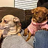 animal, black_jacket, brown_couch, companion, cozy, cute, dog, domestic, furniture, indoor, knitwear, living_room, person, pet, pink_sweater, relaxed, resting, ripped_jeans, small_dog, winking