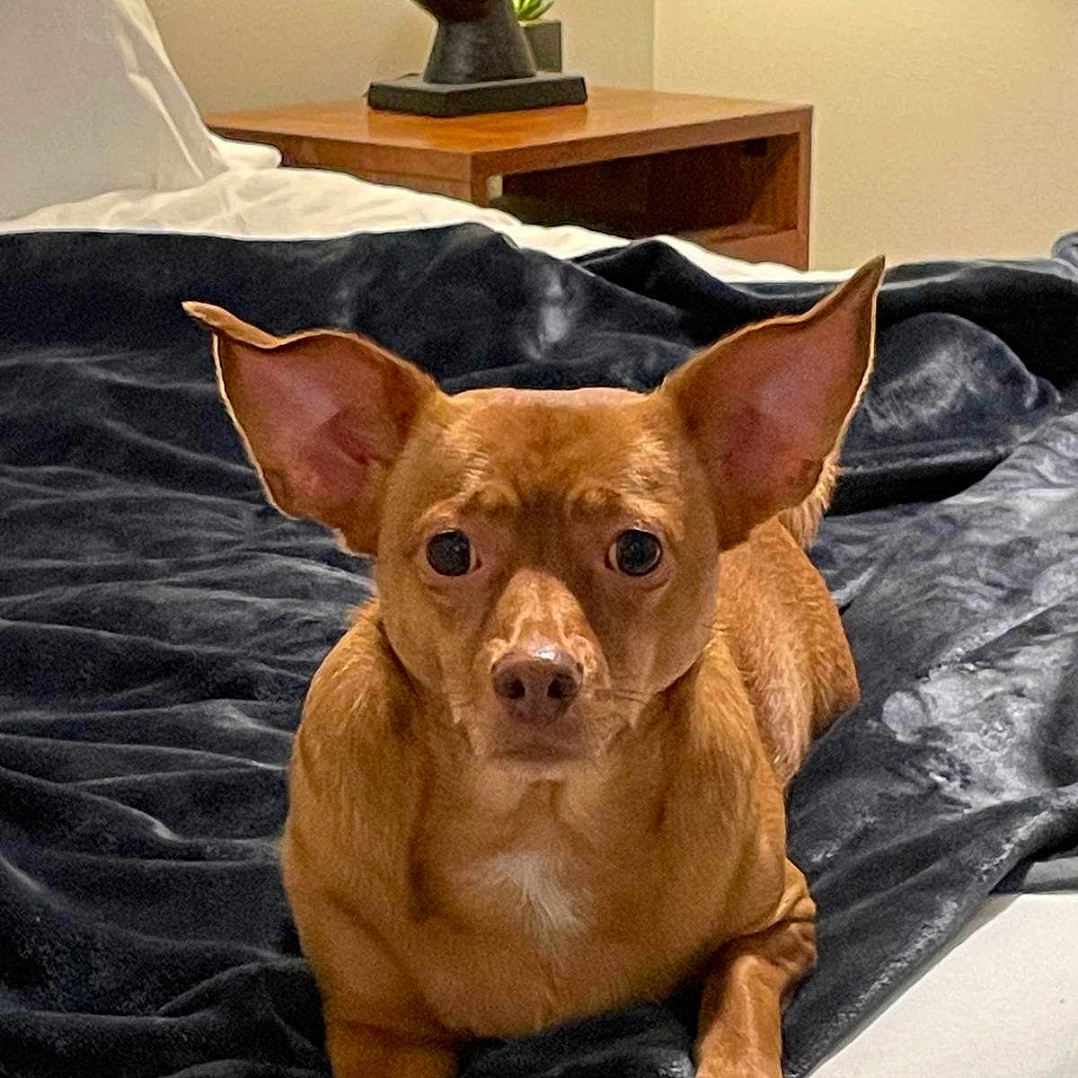 Savanna joined the competition — help win amazing prizes! dog, brown_dog, pet, bed, blanket, bedroom, nightstand, sculpture, plant, indoor, animal, ears, fur, looking_at_camera, resting, cozy, furniture, home, cute, companion