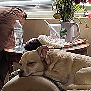 Savanna joined the competition — help win amazing prizes! dog, sleeping, cushion, chair, side_table, water_bottle, plastic_cup, straw, flowers, flower_vase, window, blinds, indoor, relaxing, resting, brown_dog, wooden_table, houseplant, cozy, daylight