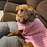 Savanna is registered to the contest to win money with this photo: dog, brown_dog, small_dog, knitted_sweater, pink_sweater, couch, living_room, pet, cute, cozy, fluffy_cushion, indoor, animal, resting, close_up, looking_up, furniture, domestic, portrait, warm
