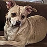 Savanna is registered to the contest to win money with this photo: dog, tan_dog, pet, lounge, couch, indoor, fur, ears, face, eyes, animal, canine, resting, close_up, comfort, domestic_animal, mammal, looking, relaxed, brown_background
