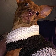 Tucker is registered to the contest to win money with this photo: animal, brown_dog, canine, cozy, curious, cute, dog, domestic_animal, ears, eyebright, fur, indoor, knitted_sweater, looking_away, pet, portrait, small_dog, snout, warm, whiskers