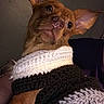 Tucker is registered to the contest to win money with this photo: animal, brown_dog, canine, cozy, curious, cute, dog, domestic_animal, ears, eyebright, fur, indoor, knitted_sweater, looking_away, pet, portrait, small_dog, snout, warm, whiskers