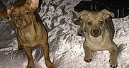 Tucker joined the competition — help win amazing prizes! animal, bed, blanket, companion, cute, dog, domestic_animal, ears, eyes, flash, friendship, fur, indoor, looking_at_camera, lying_down, pet, playful, puppy, small_dog, two_puppies