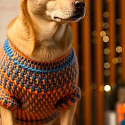 Tucker joined the competition — help win amazing prizes! animal, blue, bokeh, brown_dog, close_up, cozy, cute, decor, dog, ears_up, facing_right, indoor, knitted_clothing, orange, pet, portrait, sitting, sweater, warm_lighting, wooden_background