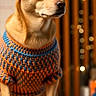 dog, pet, sweater, knitted_clothing, brown_dog, indoor, portrait, warm_lighting, bokeh, cute, animal, cozy, sitting, facing_right, ears_up, close_up, decor, wooden_background, orange, blue