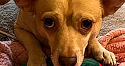 Tucker is registered to the contest to win money with this photo: animal, bed, blanket, close_up, companion, cozy, cute, dog, ears, eyes, fur, indoor, looking_up, paw, pet, plush_toy, resting, snout, soft_texture, tan_dog