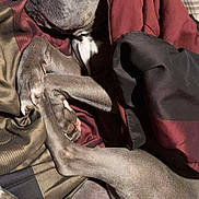 Saint is registered to the contest to win money with this photo: animal, bed, blanket, canine, closeup, comfort, cozy, dog, fur, gray_fur, indoor, napping, paws, pet, relaxed, resting, sleeping, snuggled, warm, wrapped