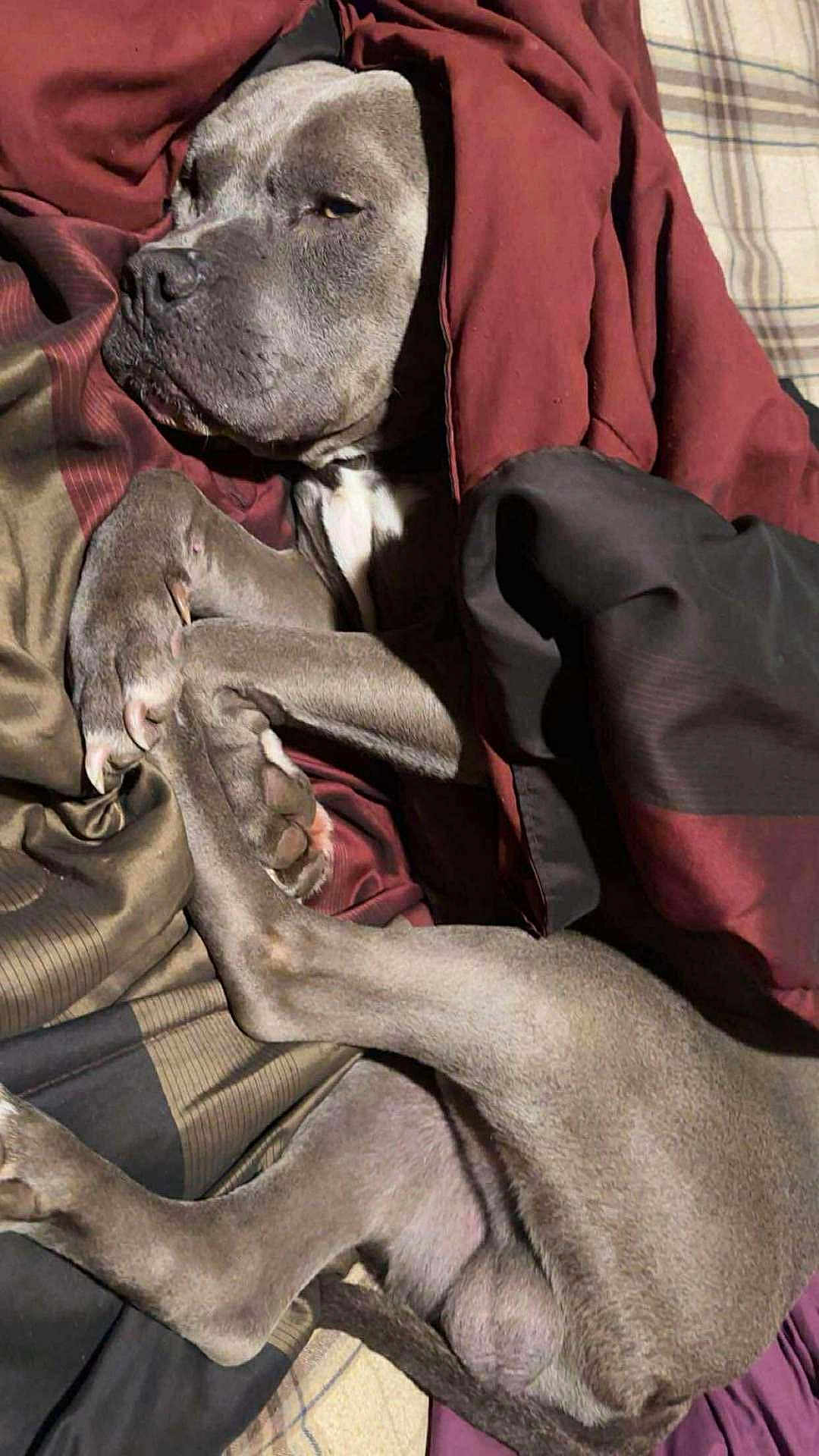 Saint is registered to the contest to win money with this photo: animal, bed, blanket, canine, closeup, comfort, cozy, dog, fur, gray_fur, indoor, napping, paws, pet, relaxed, resting, sleeping, snuggled, warm, wrapped
