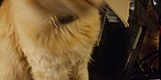 Garfield G-Dawg joined the competition — help win amazing prizes! blurred_face, cardboard, cat, claws, collar, cute, domestic_animal, feline, fur, furniture, furry, household_items, indoor, motion_blur, orange_cat, pet, sitting, soft, table, whiskers