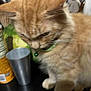 Garfield G-Dawg joined the competition — help win amazing prizes! animal, background_person, bell, blurred, blurry, bottle, cat, close_up, collar, cup, domestic_animal, feline, fur, green_collar, indoor, metallic_cup, orange_cat, pet, table, whiskers