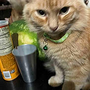 Garfield G-Dawg joined the competition — help win amazing prizes! bell, blurry, can, cat, close_up, collar, container, cup, curious, domestic_animal, feline, food, fur, green_collar, household, indoor, orange_cat, pet, table, watermelon
