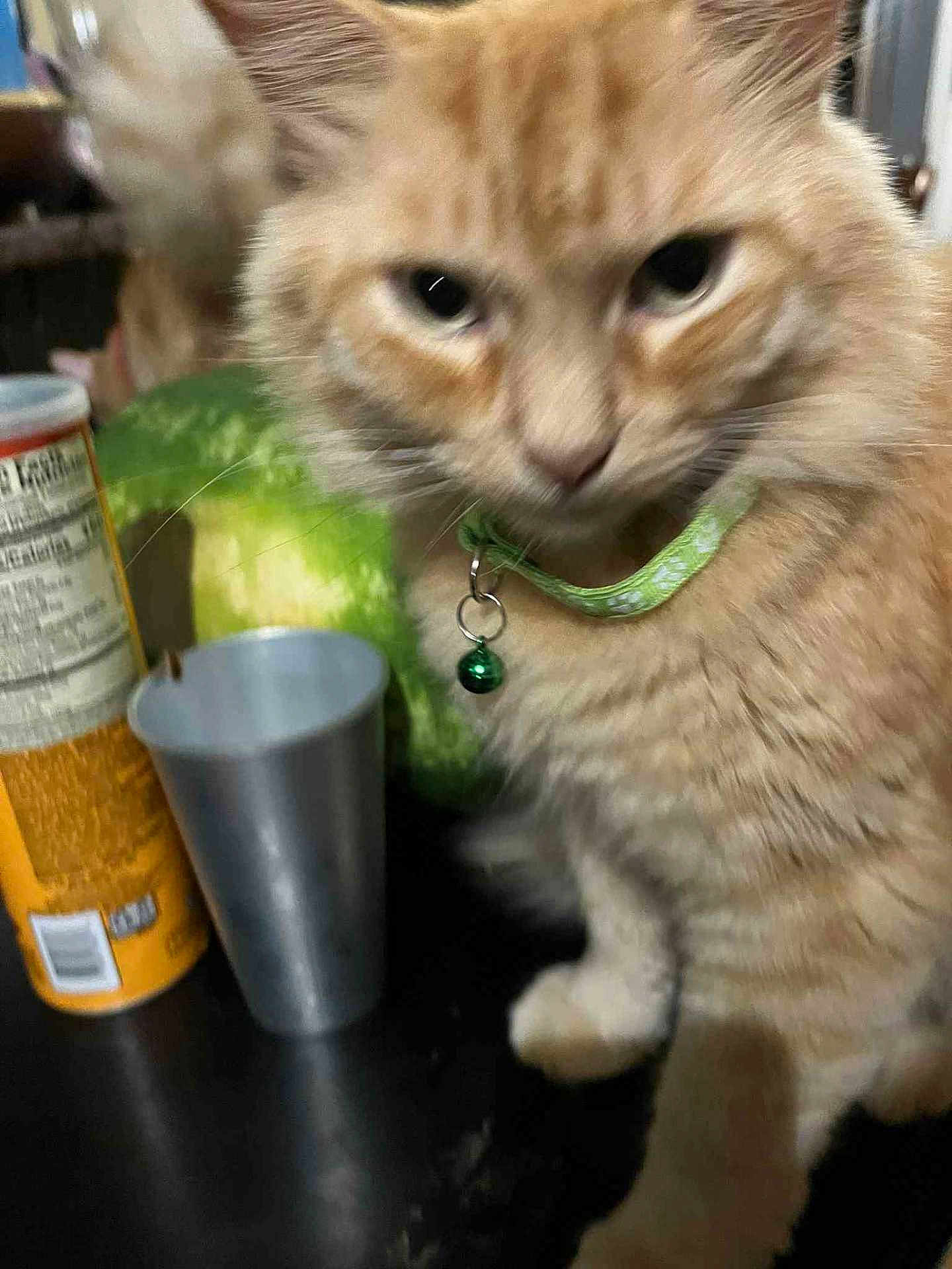 Garfield G-Dawg