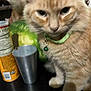 Garfield G-Dawg joined the competition — help win amazing prizes! bell, blurry, can, cat, close_up, collar, container, cup, curious, domestic_animal, feline, food, fur, green_collar, household, indoor, orange_cat, pet, table, watermelon