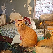 Poseidon Space Po joined the competition — help win amazing prizes! cat, orange_tabby, chair, bed, blanket, lamp, curtain, window, wall, peeling_paint, clutter, room, indoor, furniture, mattress, pet, tail, domestic_cat, household_items, sleeping_area