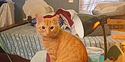 Poseidon Space Po joined the competition — help win amazing prizes! bed, blanket, cat, chair, clutter, curtain, domestic_cat, furniture, household_items, indoor, lamp, mattress, orange_tabby, peeling_paint, pet, room, sleeping_area, tail, wall, window