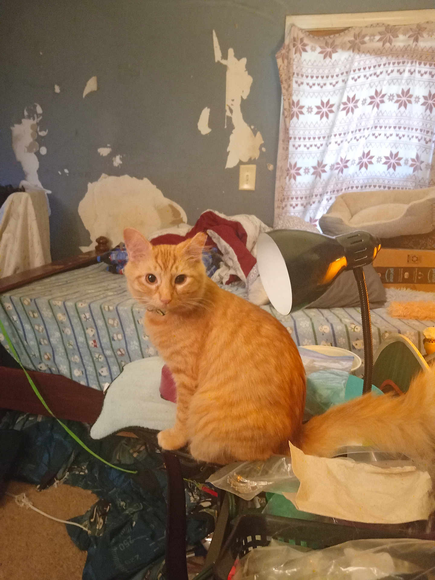 Poseidon Space Po joined the competition — help win amazing prizes! cat, orange_tabby, chair, bed, blanket, lamp, curtain, window, wall, peeling_paint, clutter, room, indoor, furniture, mattress, pet, tail, domestic_cat, household_items, sleeping_area