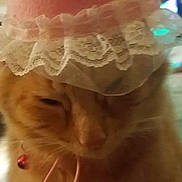 Poseidon Space Po is registered to the contest to win money with this photo: adorable, animal, bell, cat, closeup, collar, cute, domestic_animal, feline, fur, hat, indoor, lace, mammal, orange_cat, party_hat, pet, resting, sleepy, whiskers